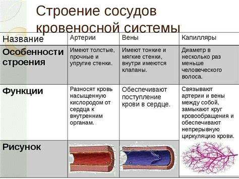 Артерии и их функции