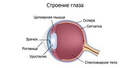 Астенопия глаз взрослых