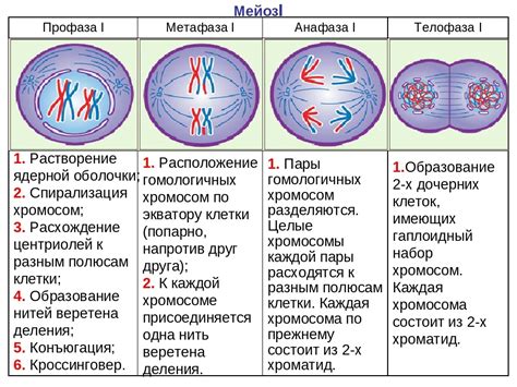 Астеры и астерные микротрубки в процессе деления клетки