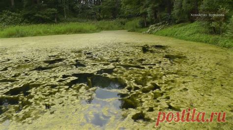 Аэрация воды: природный способ избавиться от ила в пруду