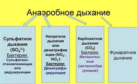 Аэробное дыхание: процесс получения энергии с использованием кислорода