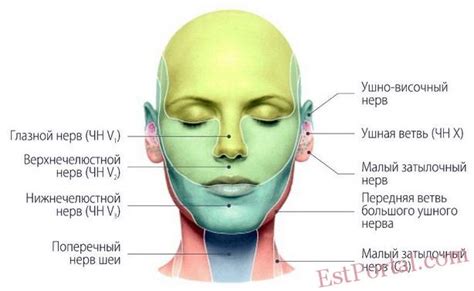 Базовая структура лица