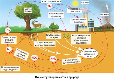 Бактерии в круговороте углерода и азота