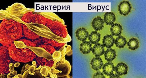 Бактерии и возможные инфекции