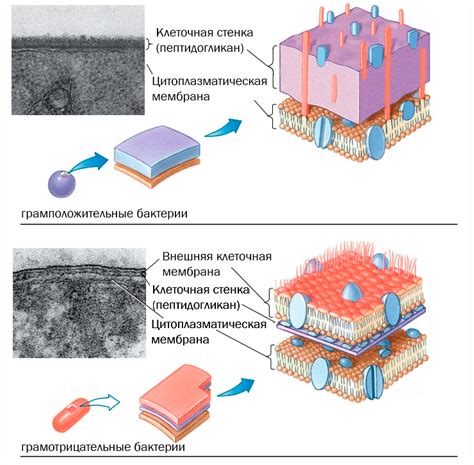 Бактерии и фильтрация