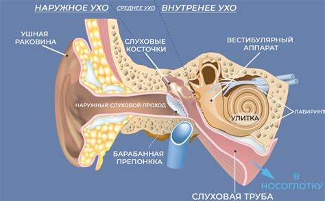 Барабанная перепонка и слуховая кость: ключевые элементы развития слуха