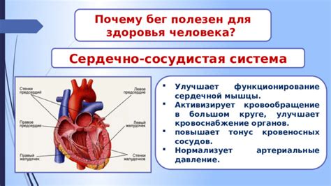 Бег активизирует сердце и кровообращение