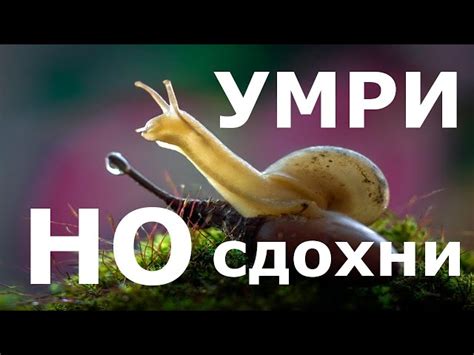 Безопасные способы контроля популяции улиток