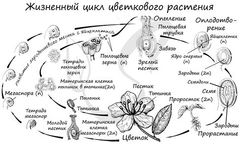 Белка 6 класс: особенности и жизненный цикл