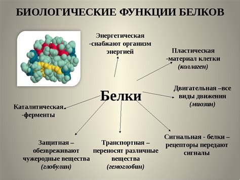 Белки: роль и функции