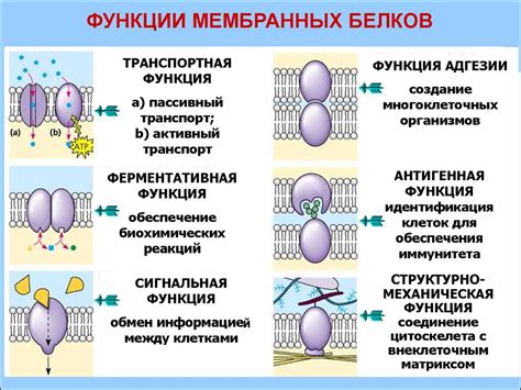 Белки и их функции в мембранах