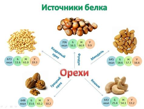 Белковые источники в растительной пище