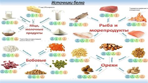 Белок как источник углеводов для контроля глюкозы