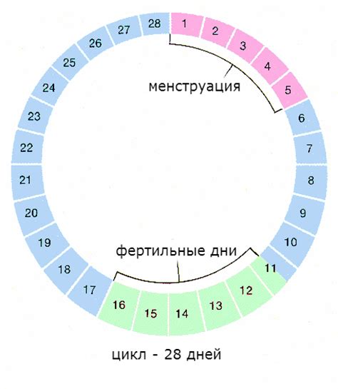 Беременность и менструальный цикл