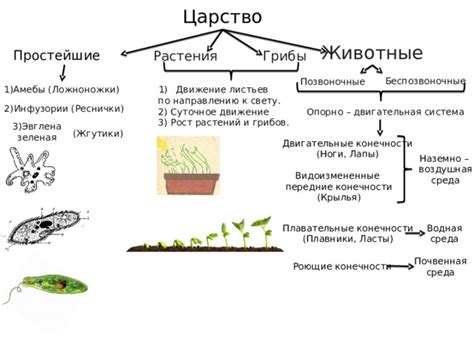 Беспозвоночные и растения