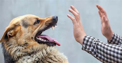 Бешенство как угроза для домашних животных в Хартстоуне