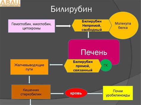 Билирубин: определение и функции