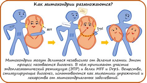 Биогенез митохондрий