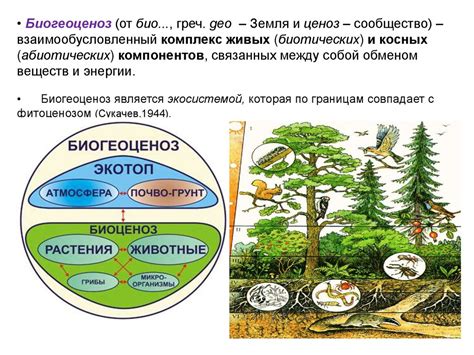 Биогеоценоз: основные характеристики и примеры