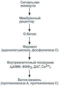 Биологическая активность и взаимодействие с организмом