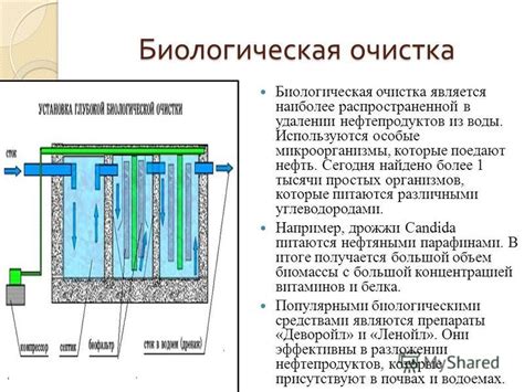 Биологическая очистка воды с использованием ила и получение удобрения