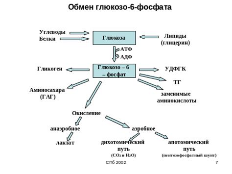 Биологическая роль эндогенного креатинина