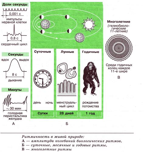 Биологические ритмы: типы и примеры