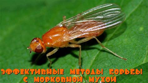 Биологические способы борьбы с морковной мухой