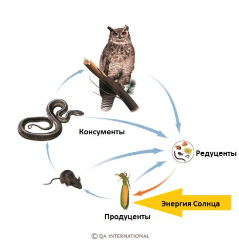 Биологический процесс и функции