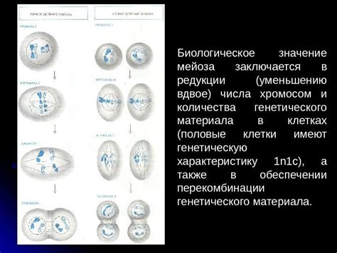 Биологическое значение меньшего числа хромосом