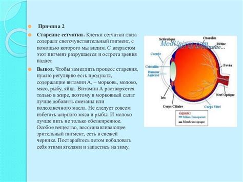 Биология глаза и причины снижения зрения