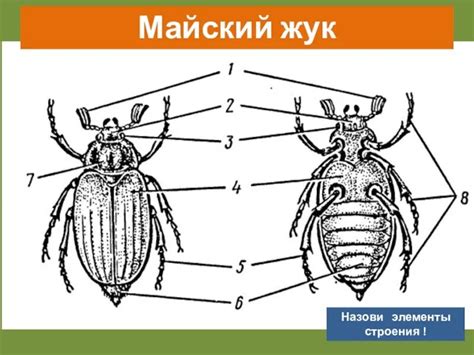 Биология поливных жуков