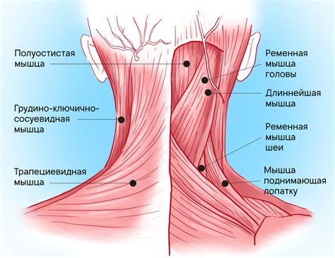 Боль в области спины и шеи