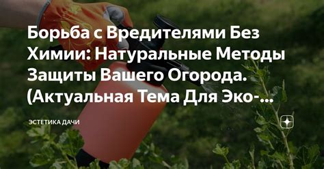 Борьба с болезнями и вредителями гортензий