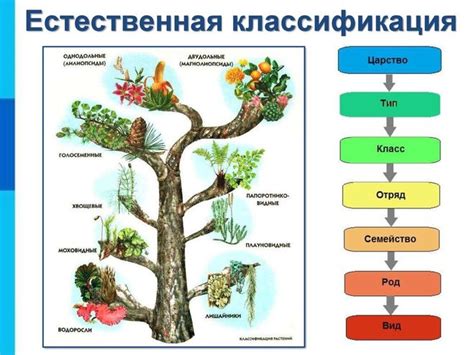 Ботанические особенности и классификация растения