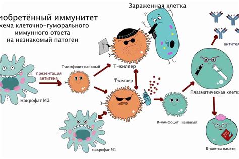 Брокколи и иммунная система