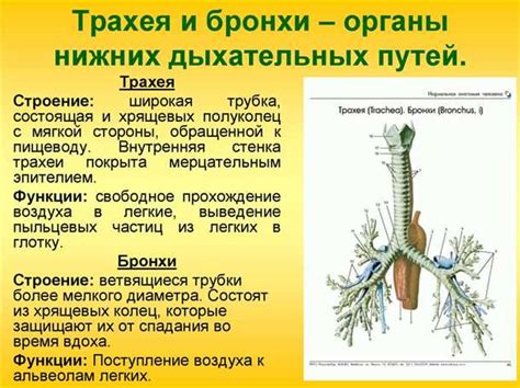 Бронхи: функции и строение