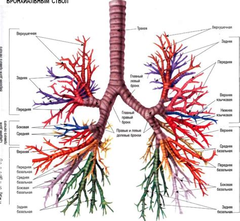 Бронхи второго порядка: работа и структура
