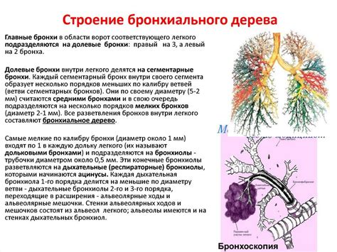 Бронхи первого порядка: особенности и анатомия