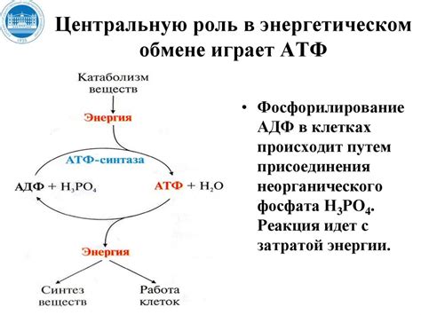 Важная роль в энергетическом обмене