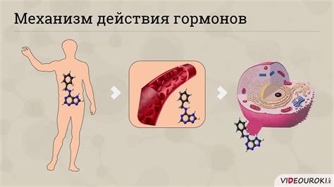 Важная роль гормона роста в утреннем росте организма