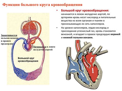 Важная фаза круга кровообращения