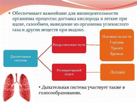 Важнейшие роли мономеров в жизнедеятельности организма