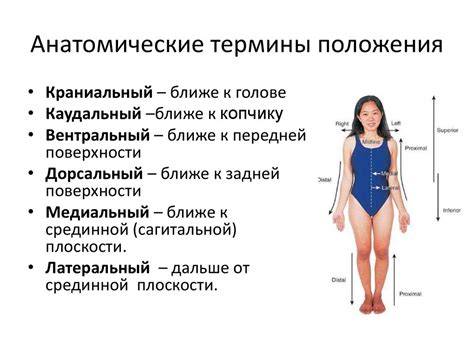 Важность анатомии и пропорций