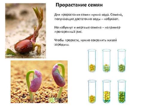 Важность благой почвы для прорастания семени