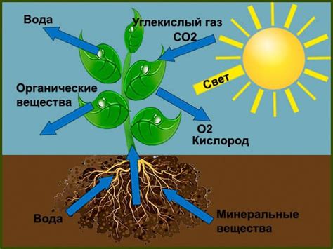 Важность выбора растений