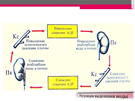 Важность гормональной системы в поддержании равновесия