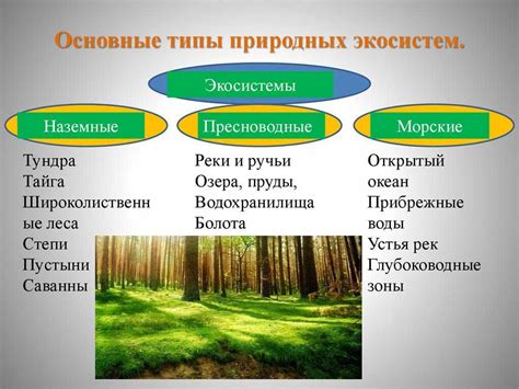 Важность для экосистемы и использование в быту