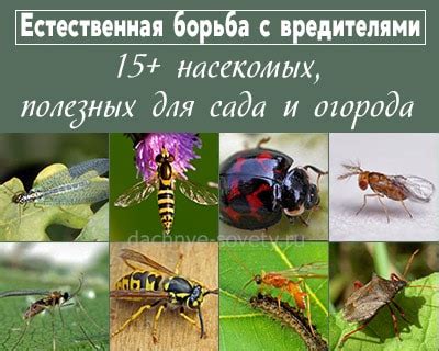 Важность насекомых для человека