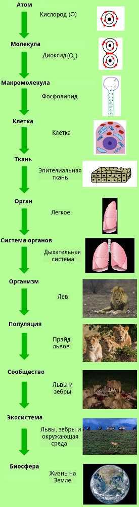 Важность нейронов для функционирования организма